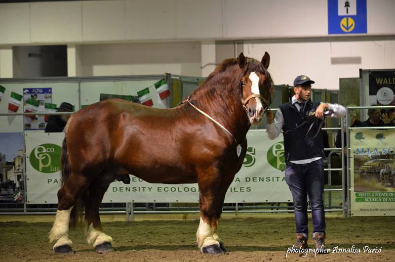 Italian Rapid Heavy Draft Horse